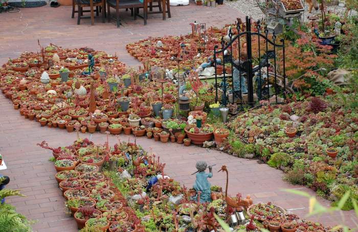 Sempervivum Dachwurz Hauswurz